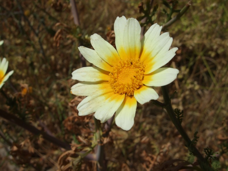 Anadalusien 2009 - 0140 